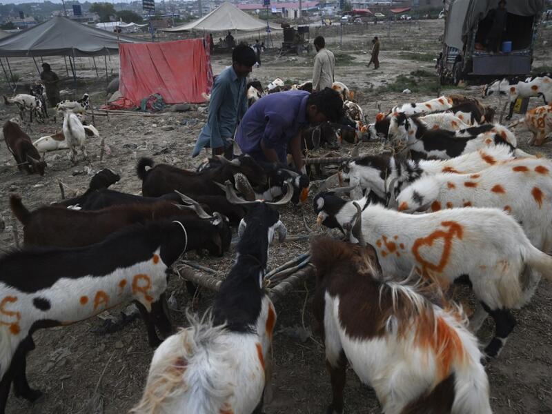 Traders feed goats at a cattle market set up for the upcoming Muslim festival Eid al-Adha also called "Festival of the Sacrifice", in Rawalpindi on July 20, 2020. Aamir QURESHI / AFP