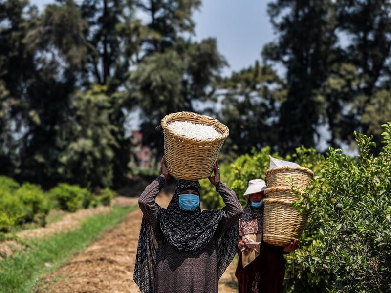 Egypt and India are the leading producers of around 95 percent of jasmine extracts in the world used in perfumes, according to The International Federation of Essential Oils and Aroma Trades (IFEAT), and the village of Shubra Beloula In Gharbiya, in the Egyptian fertile Delta, produces more than half of the aromatic extracts used in essential oils for global jasmine production. Mohamed el-Shahed / AFP