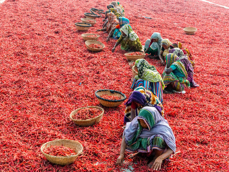 Women are working to dry the red chillies in the sariakandi, Bogra. (Shutterstock/ File Photo)