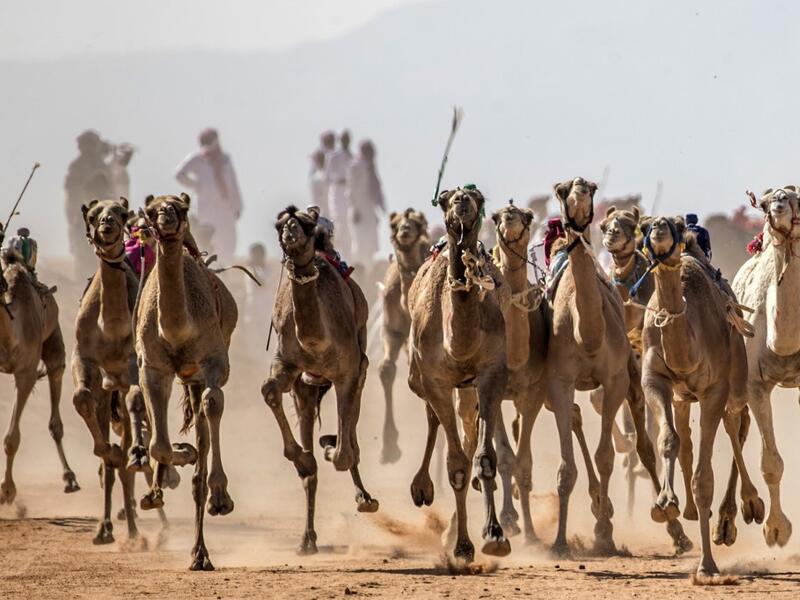 Camels run on a dirt track during a race in Egypt's South Sinai desert on September 12, 2020, after more than six month of hiatus due to the coronavirus outbreak. Camel racing is a traditional sport in many Arab countries, most notably in the Gulf region, and in Egypt, bedouins of the South Sinai desert have kept up the tradition. Khaled DESOUKI / AFP