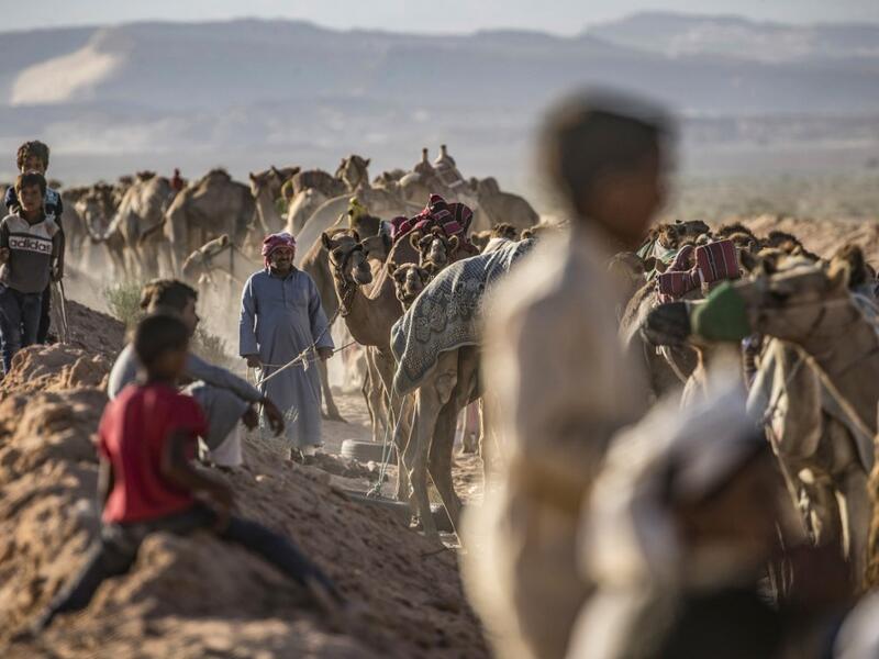 Bedouins prepare their camels for a race in Egypt's South Sinai desert on September 12, 2020, after more than six month of hiatus due to the coronavirus outbreak. Khaled DESOUKI / AFP