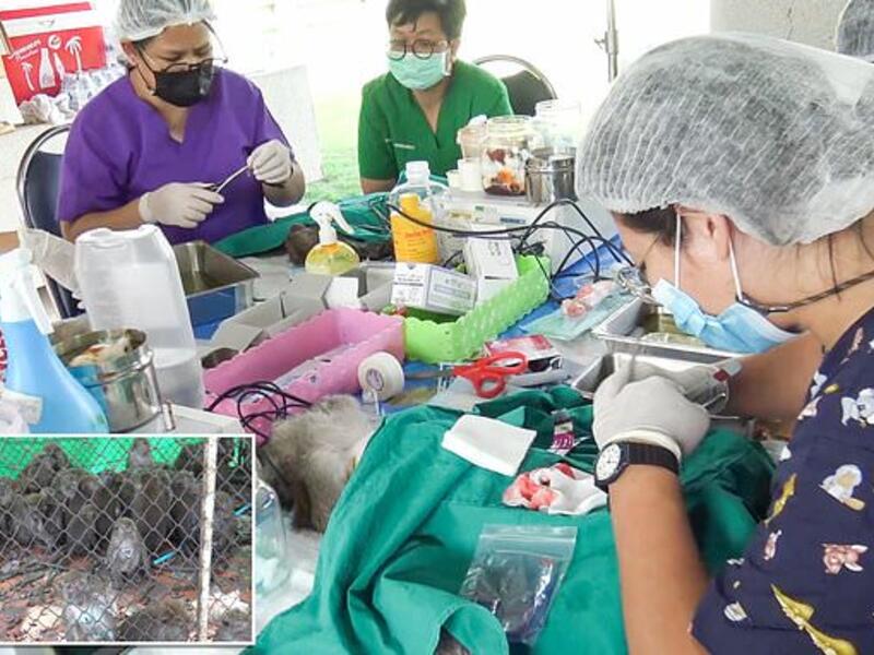  إخصاء 200 قرد بري في تايلند