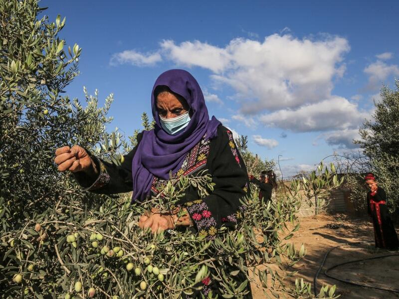 A Palestinian woman harvests olives in Rafah, in the southern Gaza Strip on October 4, 2020. SAID KHATIB / AFP