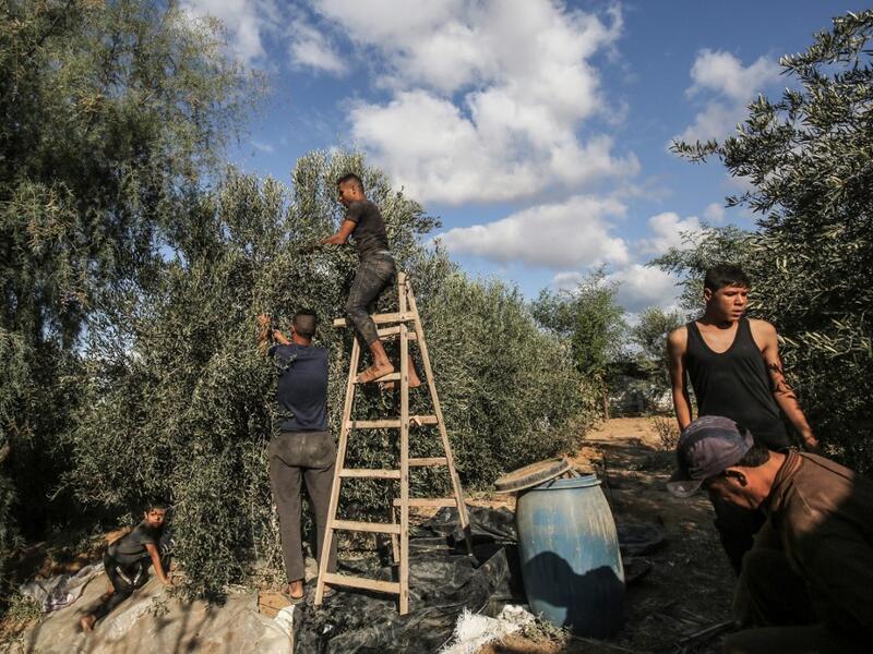 Members of a Palestinian family harvest olives in Rafah, in the southern Gaza Strip on October 4, 2020. SAID KHATIB / AFP