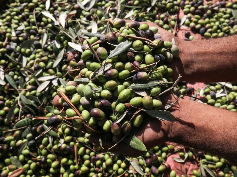 A Palestinian man shows a handful of freshly harvested olives in Rafah, in the southern Gaza Strip on October 4, 2020. SAID KHATIB / AFP