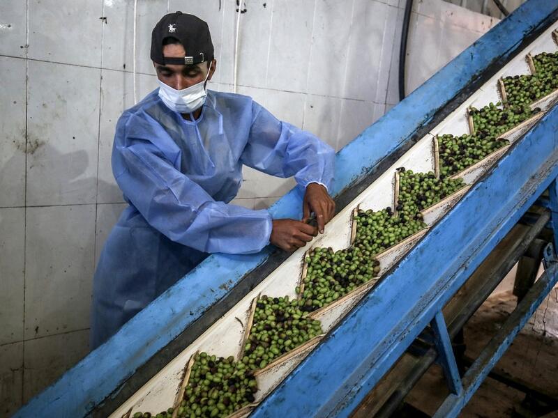 A worker watches as olives fill a container before being crushed and pressed at an olive oil factory in Khan Yunis, in the southern Gaza Strip on October 4, 2020. SAID KHATIB / AFP