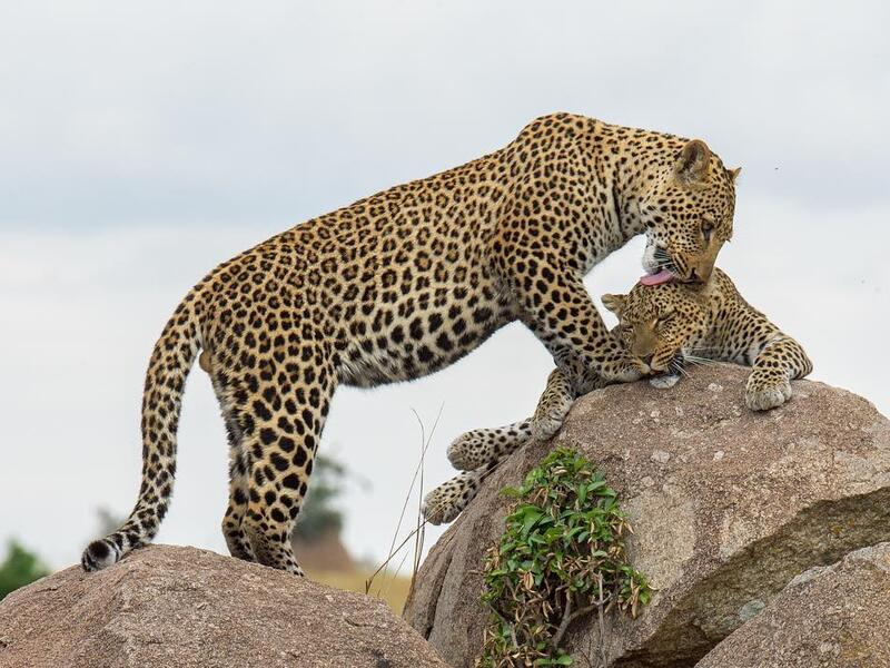 Saudi Photographer Hesham Alhumaid in Serengeti - Tanzania. (Instagram/@hesh4m)
