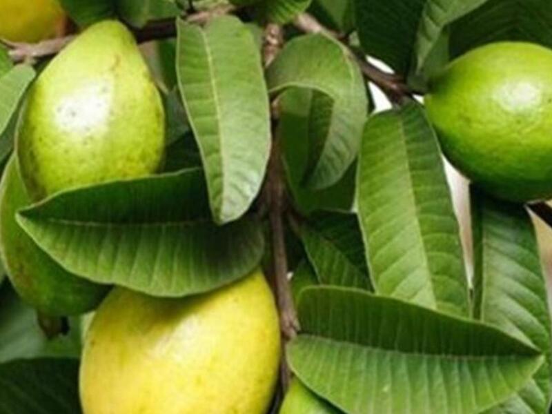  أوراق الجوافة من أكثر الأعشاب المفيدة لصحة الطفل
