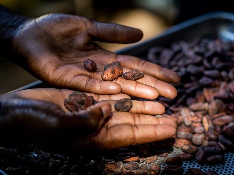 Sorting of cocoa beans according to their size and appearance is done in the workshops of Makaya Chocolat on December 23, 2020 in Petionville, Haiti. Although small in the face of South America's giants, Haiti is slowly developing its cocoa industry to ensure better incomes for thousands of modest farmers and to end the stereotype of gastronomic art known as the domain of wealthy countries. Valerie Baeriswyl / AFP