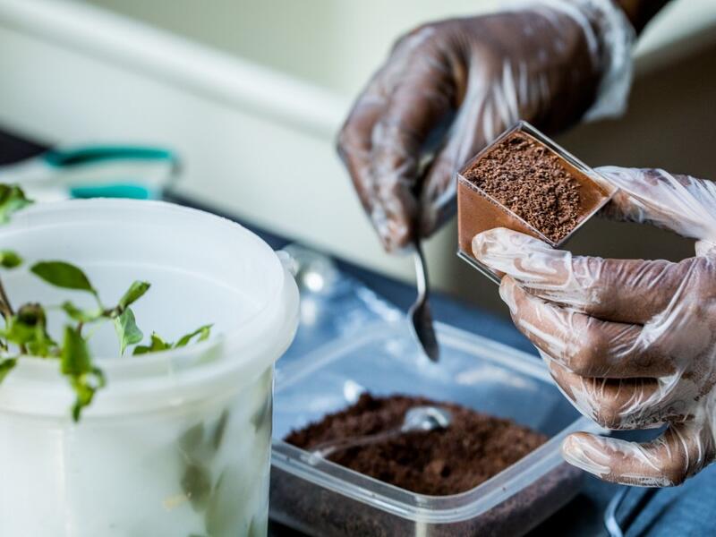 Preparation of a chocolate mousse by chocolate maker Ralph Leroy in the workshops of Makaya Chocolat on December 23, 2020 in Petionville, Haiti. Although small in the face of South America's giants, Haiti is slowly developing its cocoa industry to ensure better incomes for thousands of modest farmers and to end the stereotype of gastronomic art known as the domain of wealthy countries. Valerie Baeriswyl / AFP