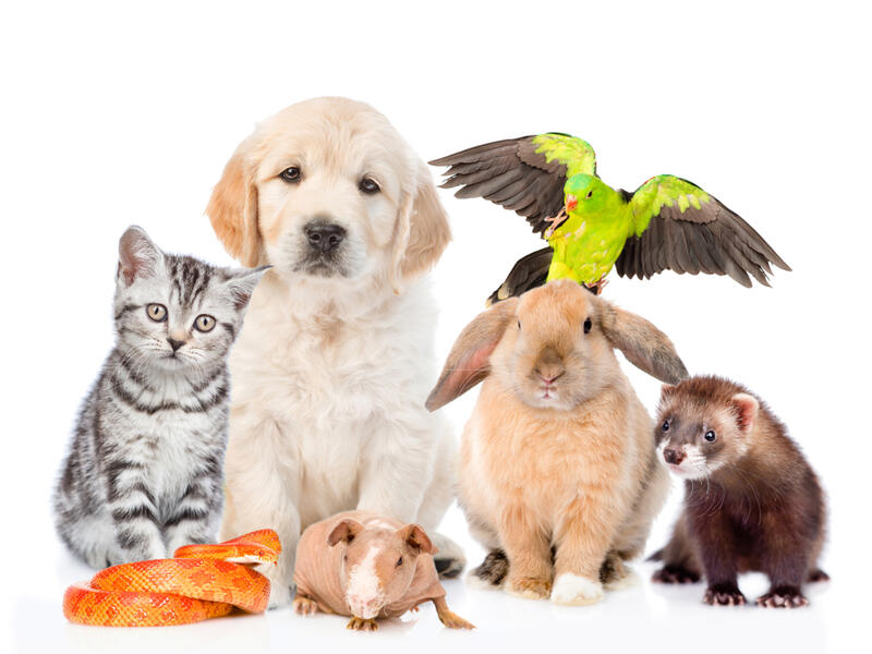 (Shutterstock/ File Photo)