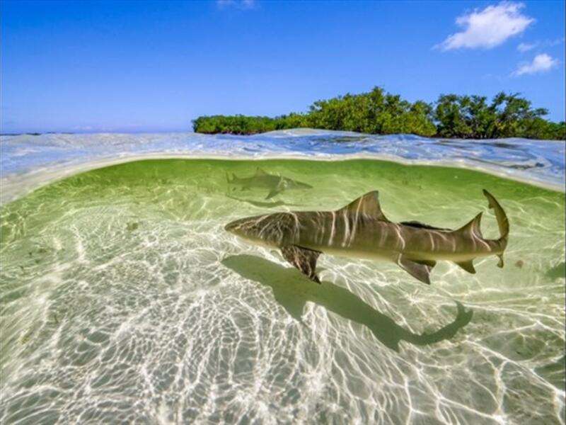 Lemon sharks swim in the shallow waters by the mangrove forests of Bimini, Bahamas. From the ‘Oceans’ episode of ‘A Perfect Planet.’ (© Ed Charles / Silverback Films 2018)