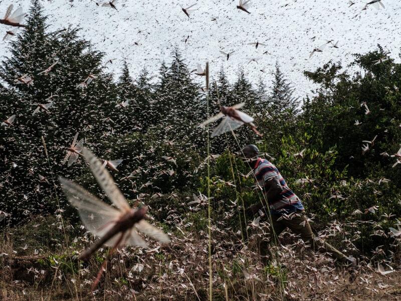 A picuture taken on February 9, 2021, shows a local farmer walking in a swarm of desert locust in Meru, Kenya. The United Nations Food and Agricultural Organisation works with a variety of Kenyan security, logistics and charter companies who have expanded their operations to closely track swarms of locusts in East Africa, before dispatching teams to targeted areas to spray the insects with pesticides to prevent damage to crops and grazing areas. Yasuyoshi CHIBA / AFP