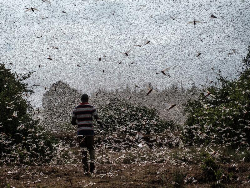 It has been over a year since the worst desert locust infestation in decades hit the region, and while another wave of the insects is spreading through Somalia, Ethiopia and Kenya, the use of cutting edge technology and improved co-ordination is helping to crush the ravenous swarms and protect the livelihoods of thousands of farmers. Yasuyoshi CHIBA / AFP