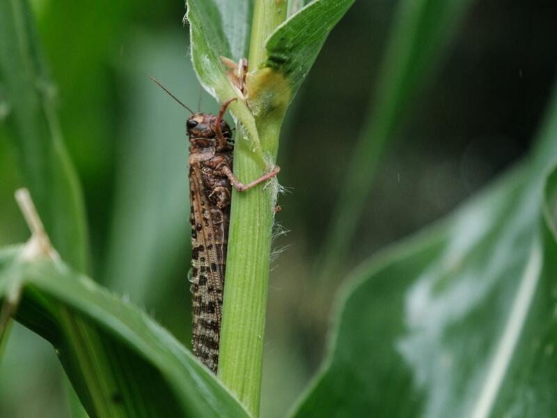 It has been over a year since the worst desert locust infestation in decades hit the region, and while another wave of the insects is spreading through Somalia, Ethiopia and Kenya, the use of cutting edge technology and improved co-ordination is helping to crush the ravenous swarms and protect the livelihoods of thousands of farmers. Yasuyoshi CHIBA / AFP 