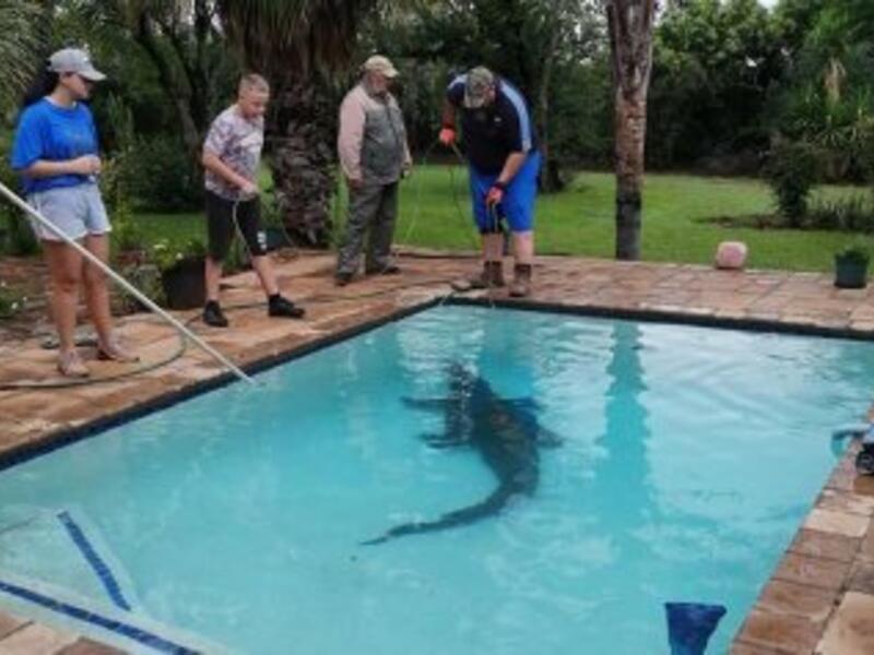 Couple wake up to find crocodile lurking at the bottom of their swimming pool in South Africa. (Twitter)
