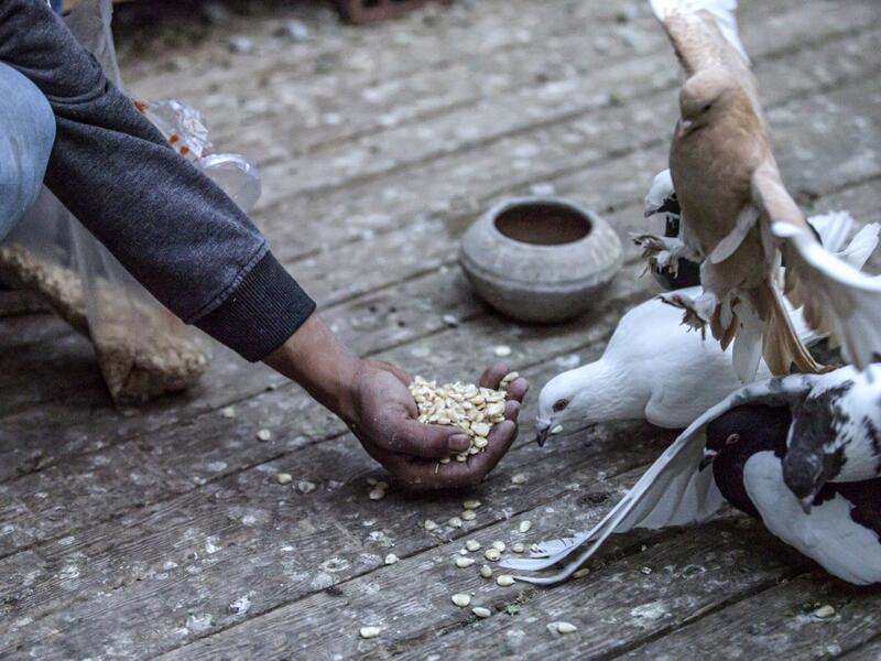 Omar Gamal, a 28-year-old pigeon keeper, tends to pigeons in a coop atop his rooftop 