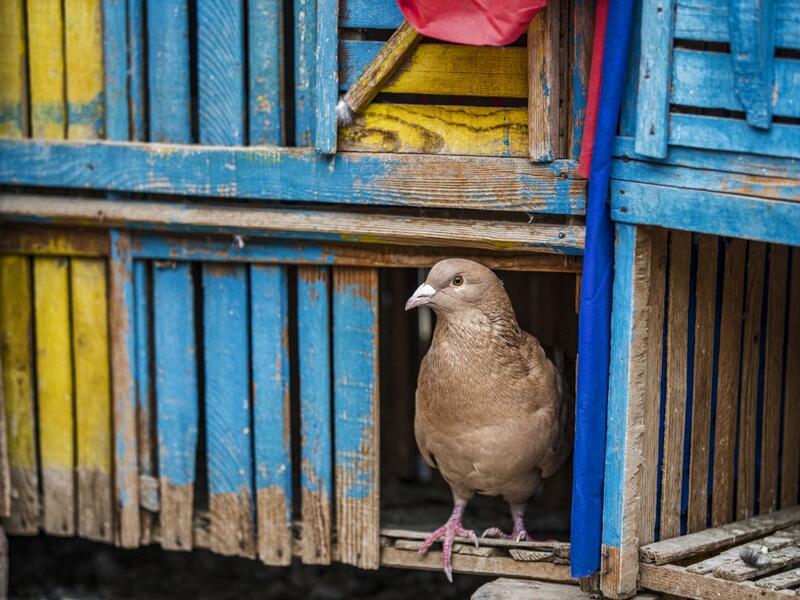 A pigeon perches on a coop atop a rooftop Giza
