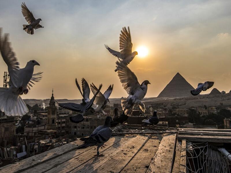 Pigeons hover over the rooftops of Giza