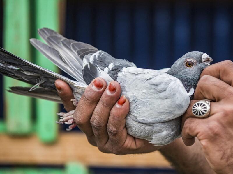 A keeper tends to a pigeon in a coop atop a building 