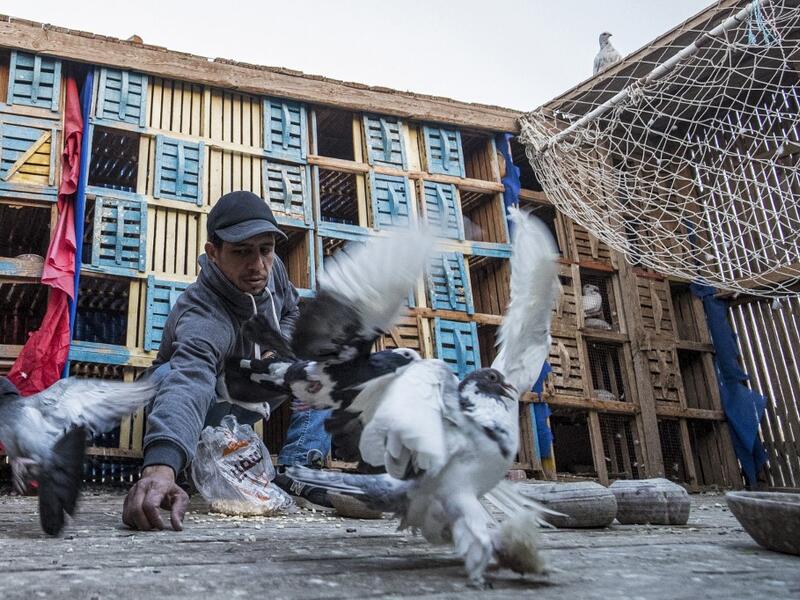 Omar Gamal, a 28-year-old pigeon keeper, tends to pigeons in a coop atop his rooftop in the Egyptian capital's twin city of Giza 