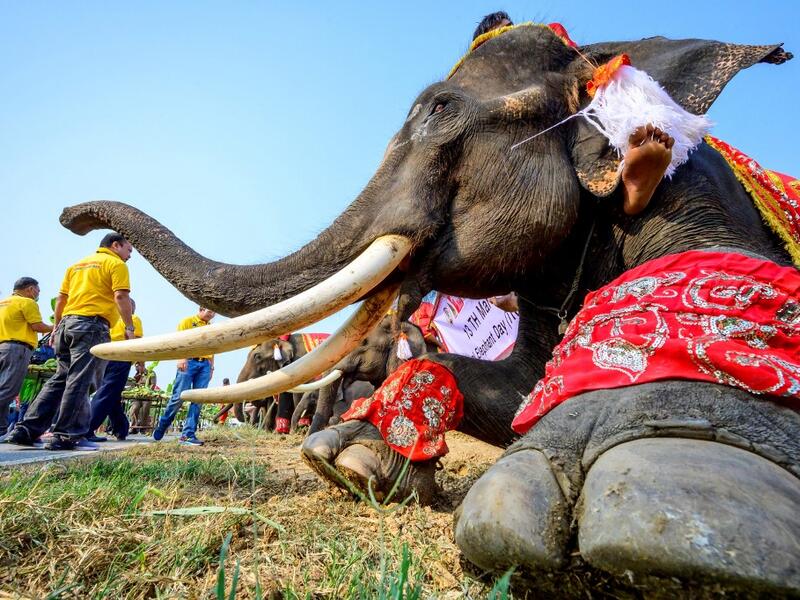 An elephant waits to receive blessings during 