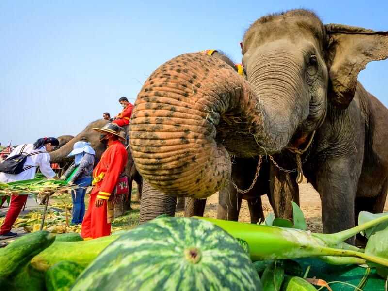 An elephant reaches for a watermelon during a festive breakfast of various fruits and vegetables to mark National Elephant Day at the Elephant Royal Kraal Village 