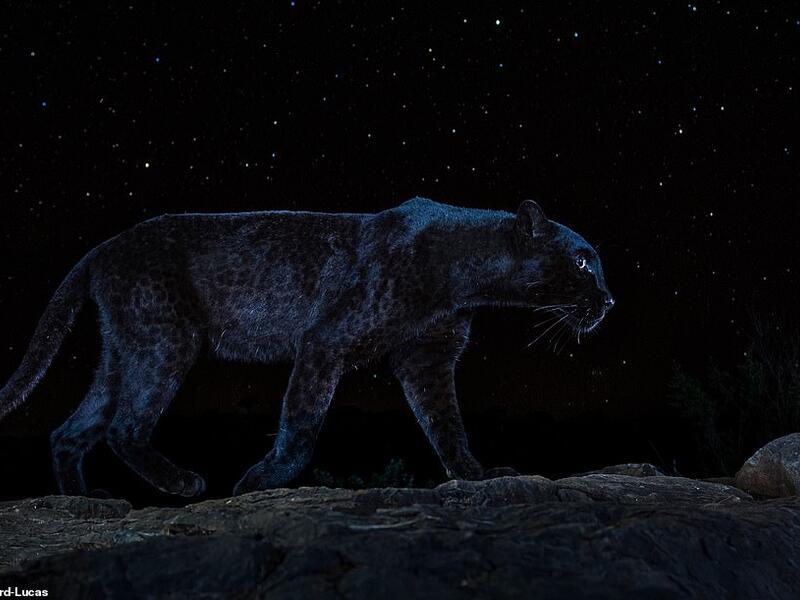 The Black Leopard of Kenya