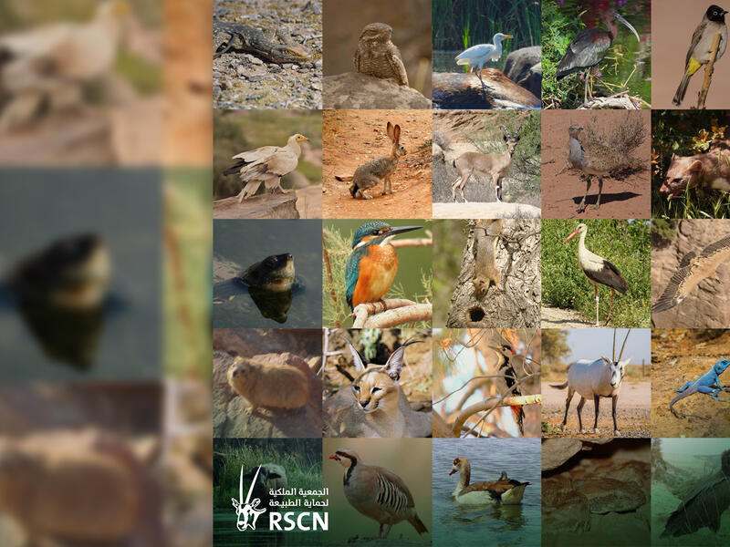 World Wildlife Day