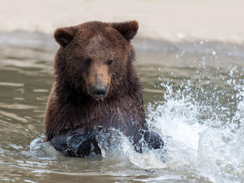 black bear
