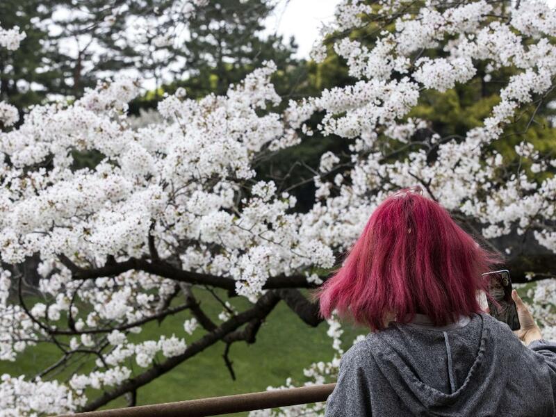 Cherry Blossoms in Japan