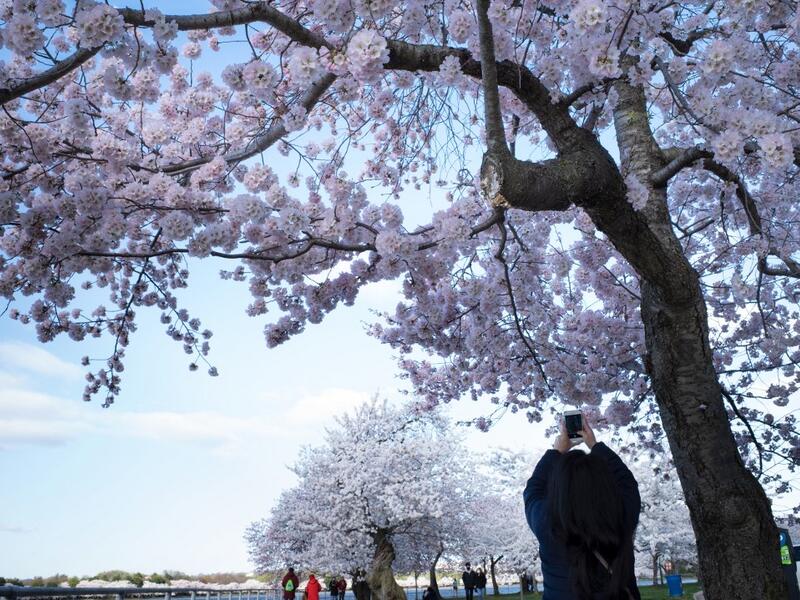 Cherry Blossoms in Japan