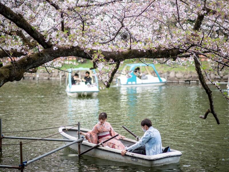 Cherry Blossoms in Japan