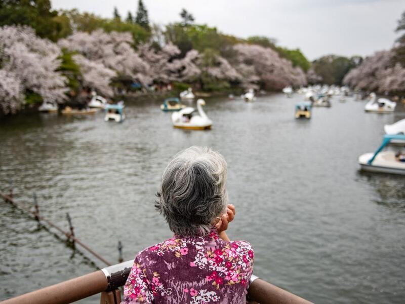 Cherry Blossoms in Japan