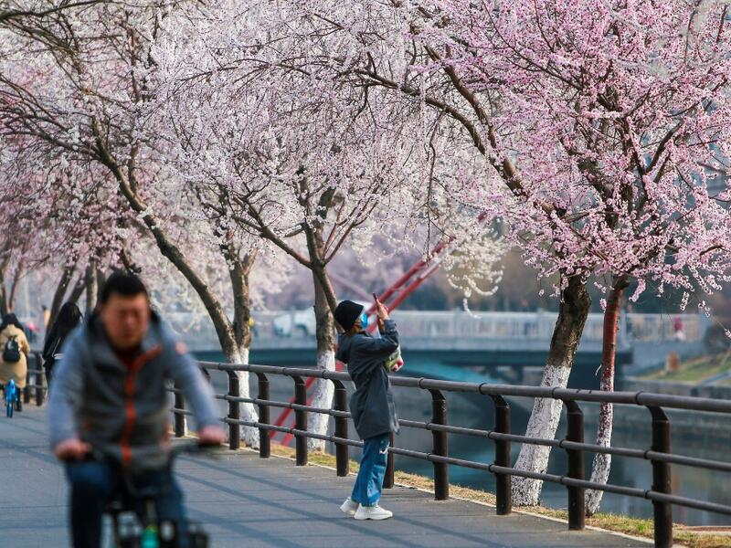 Cherry Blossoms in Japan