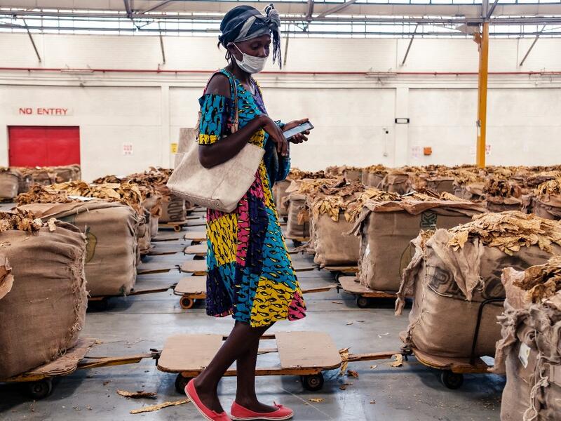 Tobacco season starts in Harare