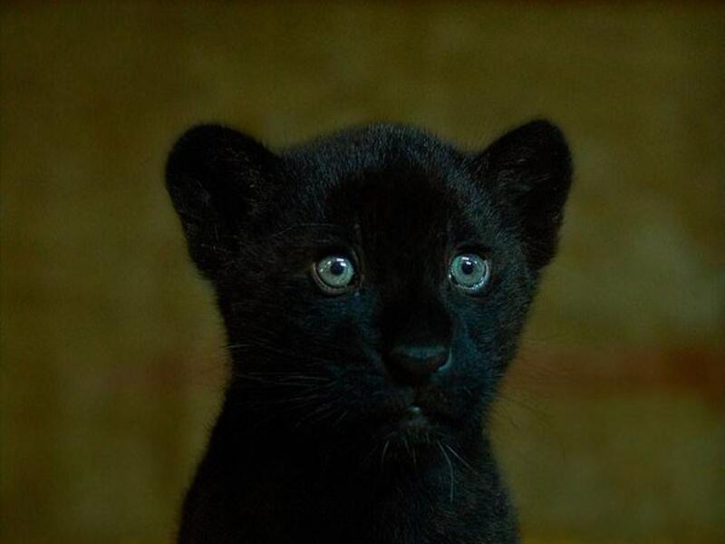 Rare female black jaguar cub 