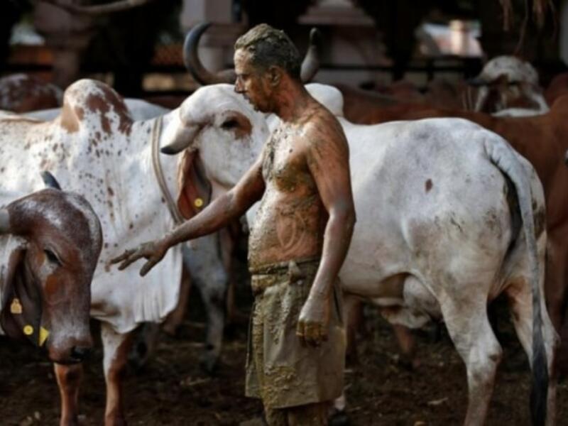 Covered in cow dung  