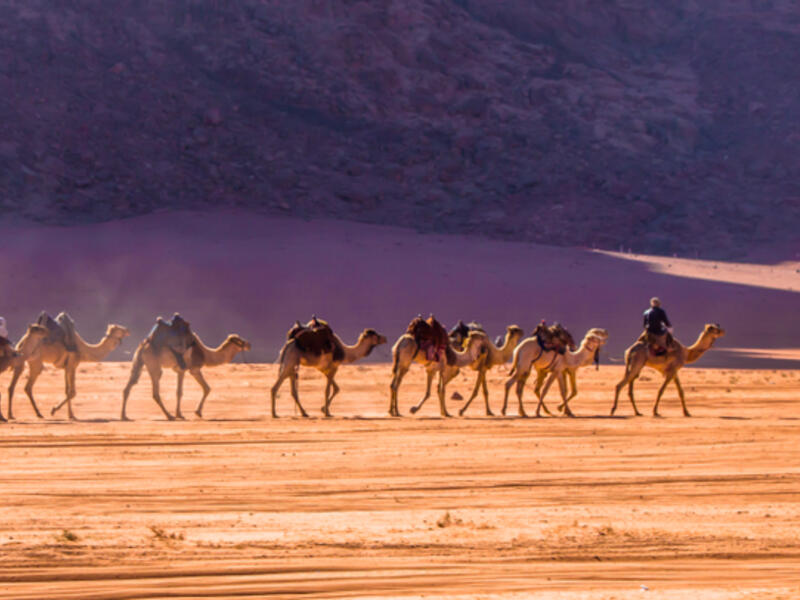 Camels caravan in majestic Wadi Rum