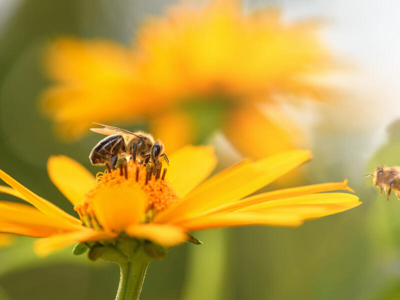 Bee and flower