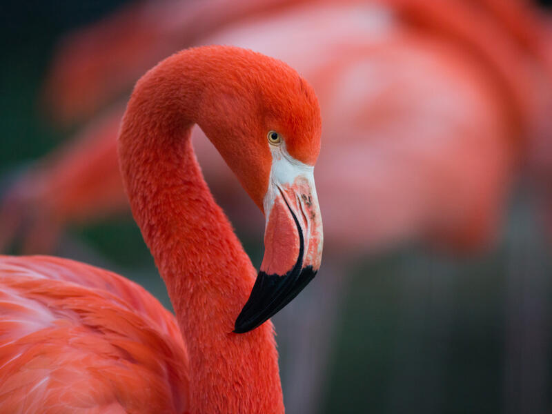 Flamingo 