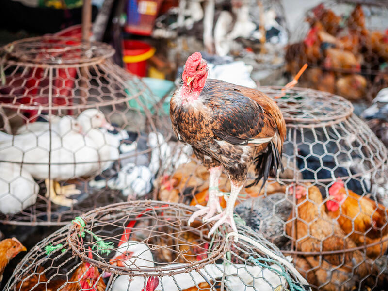 birds for sale at a market
