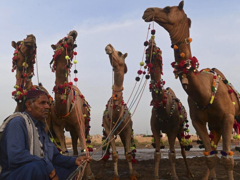A livestock vendor sits along with camels while waiting for customers at a cattle market ahead of the Muslim festival of Eid al-Adha in Karachi on July 13, 2021. Asif HASSAN / AFP