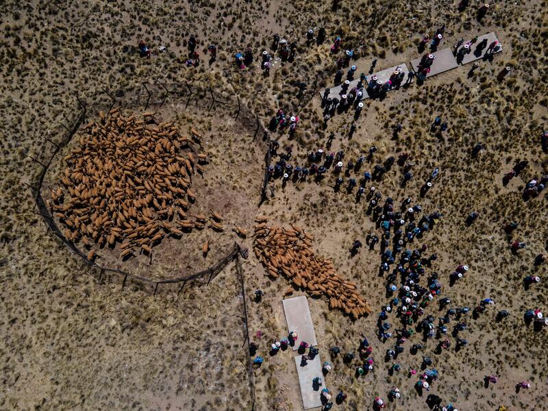 Aerial view showing members of the community of Totoroma participating in the traditional Chaku, or Chaccu, an annual vicuna round-up and shearing festival, in the village of Totoroma, 148 km from the city of Puno, in southern Peru