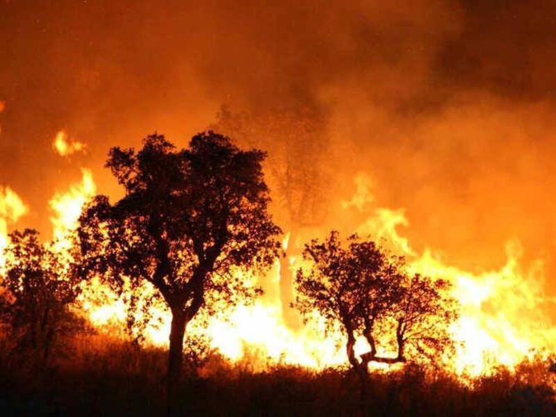 Wildfires 