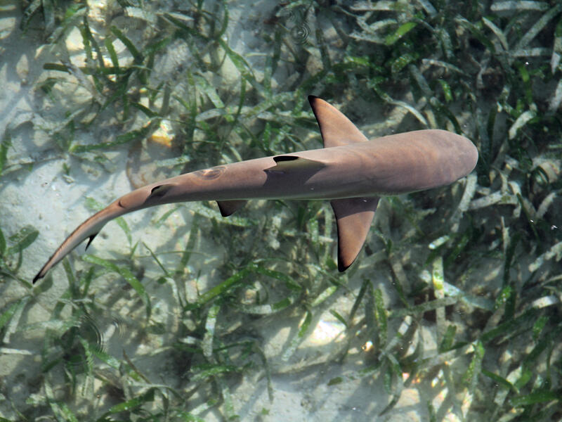baby shark