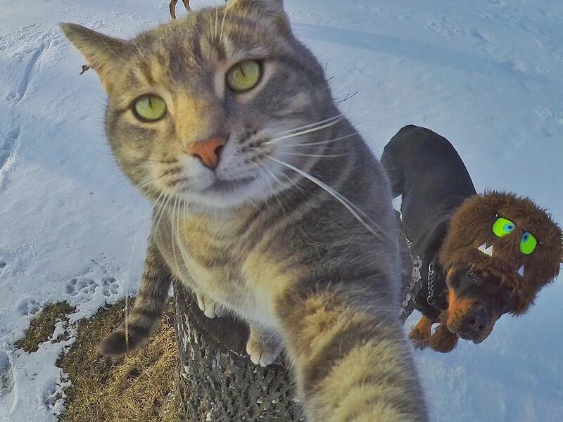 Manny-the selfie cat
