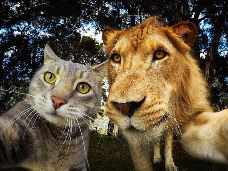 Manny-the selfie cat