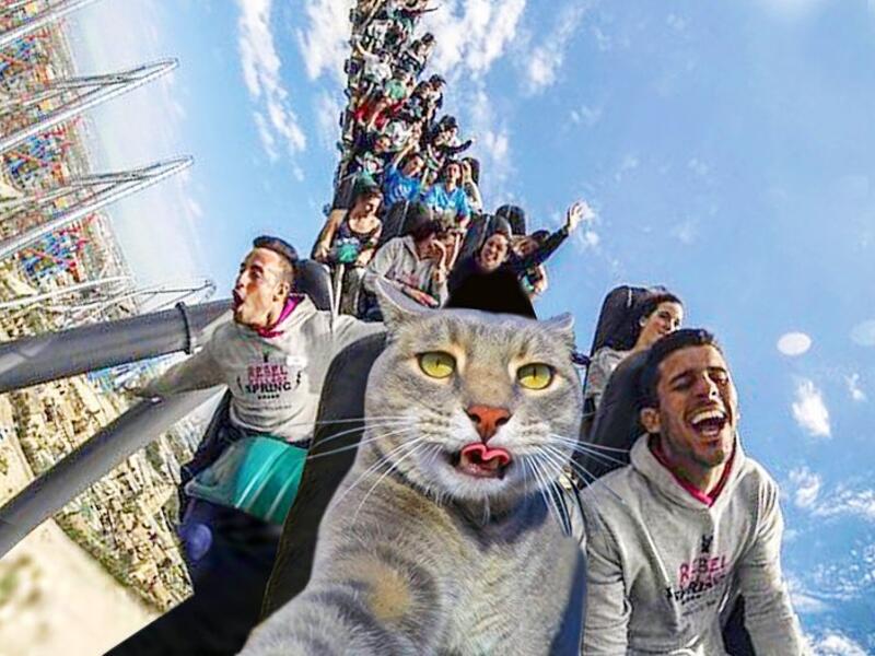 Manny-the selfie cat
