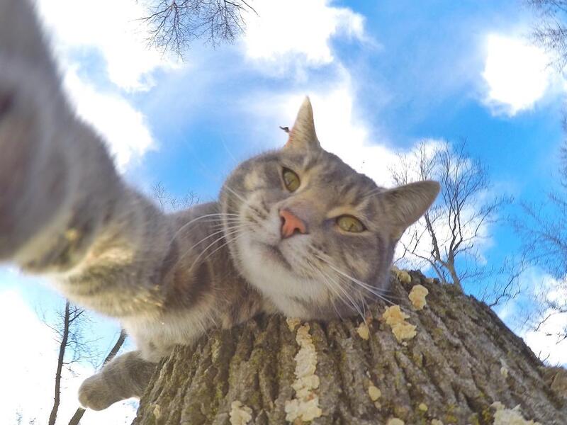 Manny-the selfie cat